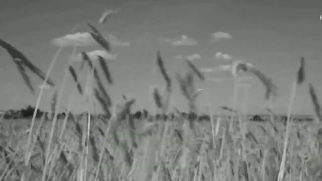 Поле стихи Т.Кушнир муз.Е.Деревянкиной смотреть онлайн