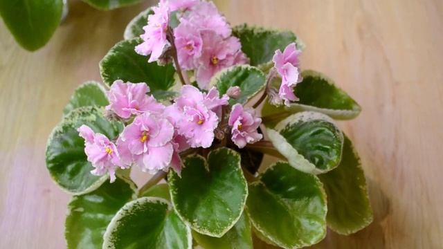 Фиалки сентября `20. Очаровашки и разочаровашки. African violets смотреть онлайн