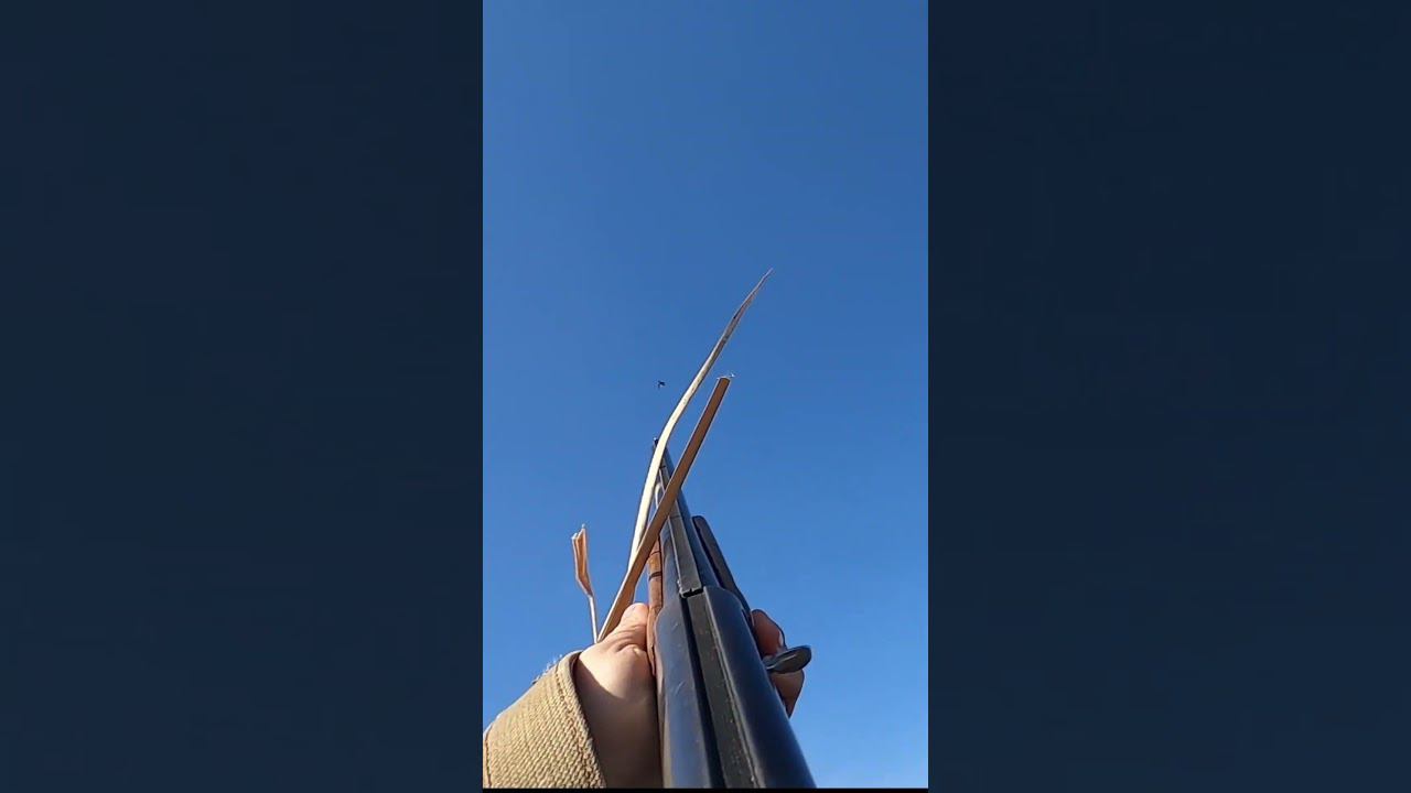 Весенняя охота. Добыл хохлатую чернеть. Много гуся. #охота #о #охотанауток смотреть онлайн