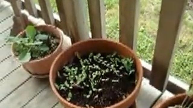 Seeds in pots, sunflower and cucumber. смотреть онлайн