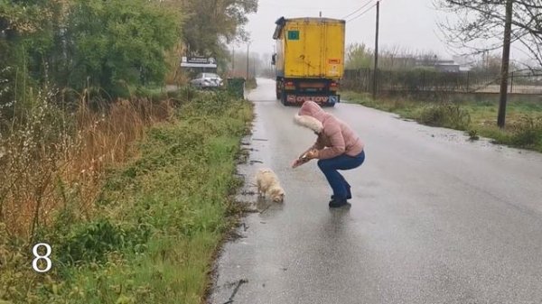 15 Amazing Animal Rescues