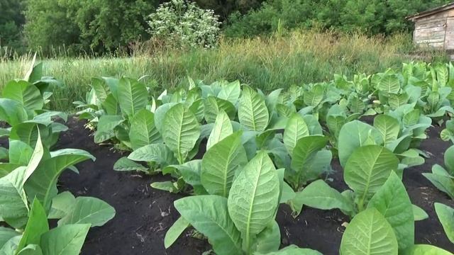 Обзор роста некоторых сортов табака. смотреть онлайн