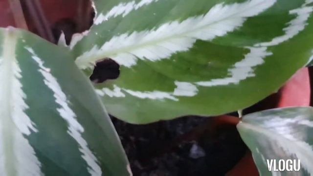 Common Calathea's! Re-potting and Applying Pesticides to prevent root rot & damage on leaves! смотреть онлайн