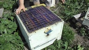 двухкорпусное содержание пчел с магазинами (  часть 1 )