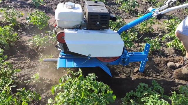 Окучивание картошки роторными окучниками (производство Чебоксары)