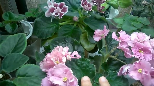 Переделал светильник для фиалок. Плоские розетки вместо "елок" смотреть онлайн