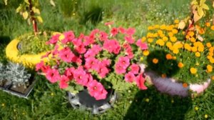 ОЖИДАНИЕ-РЕАЛЬНОСТЬ. ЦВЕТЫ. Что выросло из обзора семян в 2022 году.