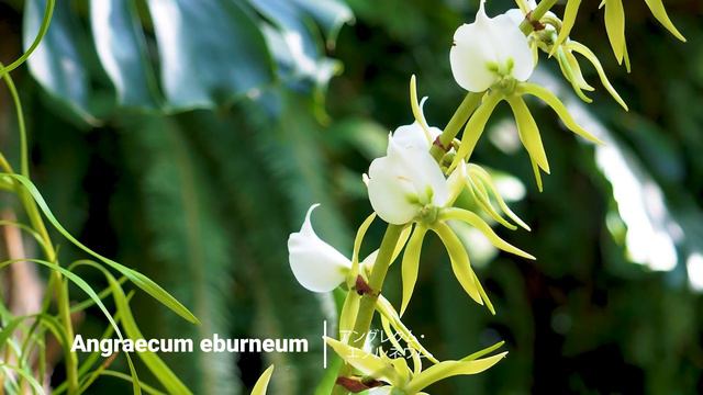 【4K Orchid 】Orchids are in full bloom at Chugoku-Shikoku Region. 高知と広島でラン展 #4K #Orchid #牧野植物園 смотреть онлайн