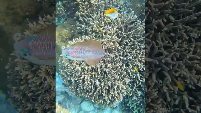 Это самые изумительные и прекрасные головоногие моллюски! смотреть онлайн