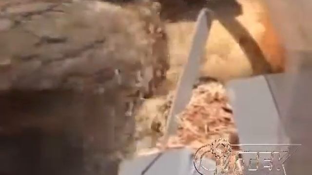Окорочник "СИТЕК" смотреть онлайн