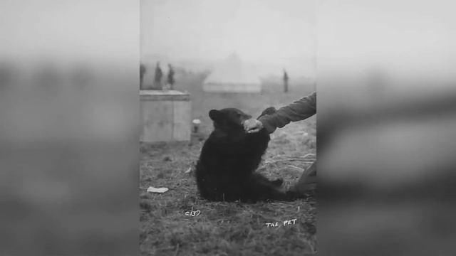 Почему Вини Пух был так назван? смотреть онлайн