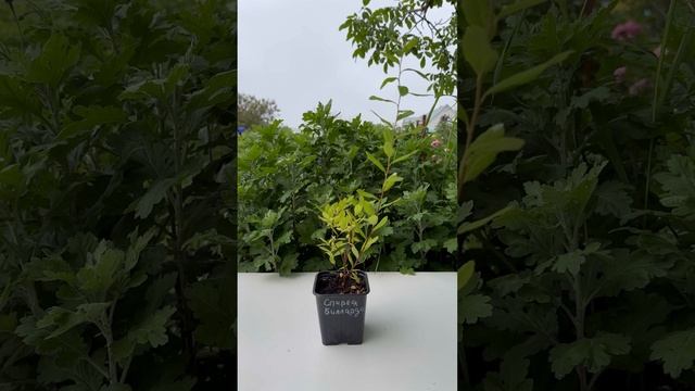 Спирея Билларда смотреть онлайн