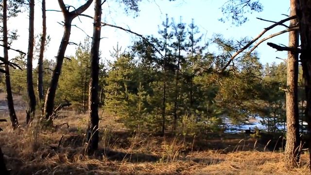 самодельный стедикам смотреть онлайн