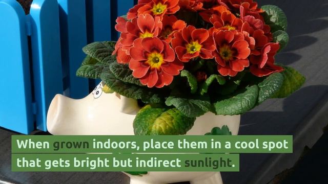 Primula: Grow and Care Tips смотреть онлайн