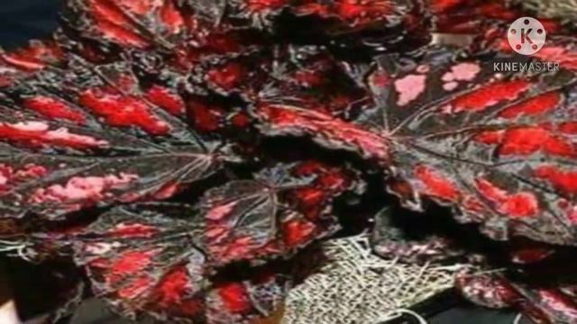 yg lagi viral Bunga keladium смотреть онлайн