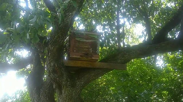 Роєловство.Роеловний сезон 2021. Рої в липні. Ще 3 роя. смотреть онлайн