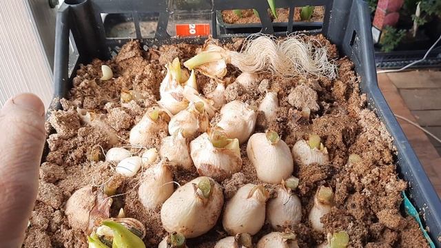 Что делать с луковицей после выгонки тюльпанов ??? Можно ли повторно использовать луковицы ? смотреть онлайн