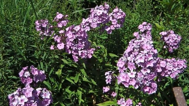 Phlox Paniculata 