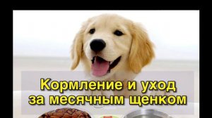 Чем кормить месячного щенка и как за ним ухаживать