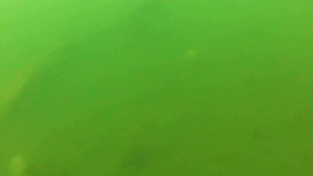 Камчатка, краб стригун. смотреть онлайн