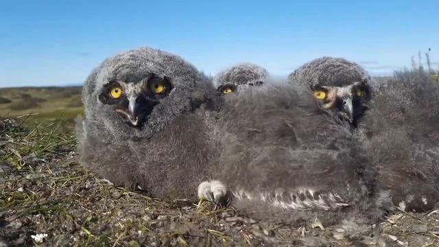 Птенцы белой совы смотреть онлайн