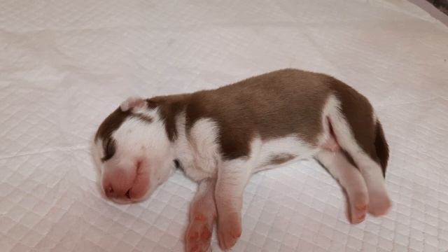 ЩЕНОК ХАСКИ НАЧИНАЕТ ХОДИТЬ/ У Нас Родились Щенки смотреть онлайн