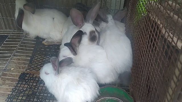 Калифорнийские кролики | Рассказываю и показываю | Разведение кроликов | Обзор смотреть онлайн