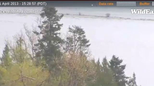 Harrison Mills B.C. eagles.pa or ma perching & tour of Harrison Mills,thank you cam operator,4/11/1 смотреть онлайн