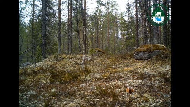 Все вместе. Глухарь, медведь, лиса и белка. Заповедник Костомукшский. смотреть онлайн