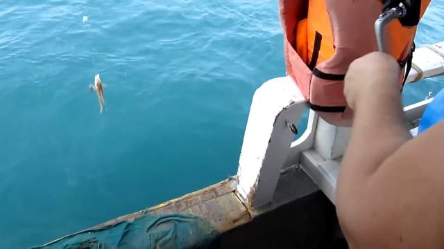 Паттайя экскурсия на остров обезьян