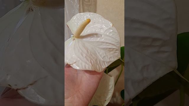 Антуриум Монтана с огромным покрывалом цветка смотреть онлайн