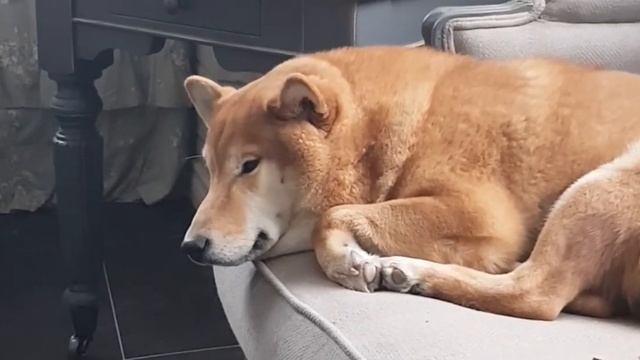 Гавкает только во сне, сиба-ину Юки, пожалуй самая тихая собака на свете) смотреть онлайн