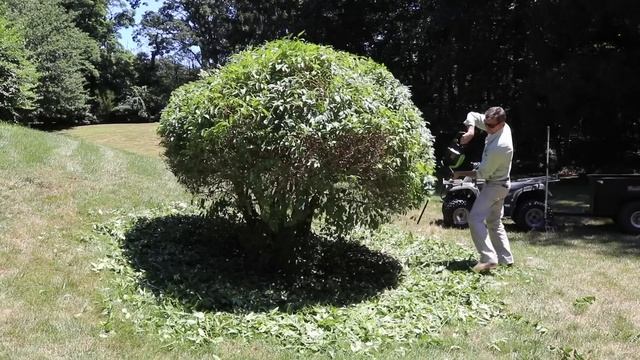 Electric Hedge Trimmer, Cordless Hedge Trimmer, Review