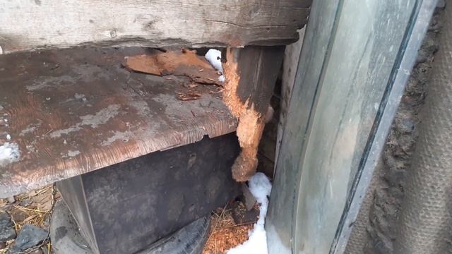 Изголодавшиеся приютские собаки СОЖРАЛИ козла! Самосуд над Зябликом! Жизнь приюта в формате АБЫЧО! смотреть онлайн