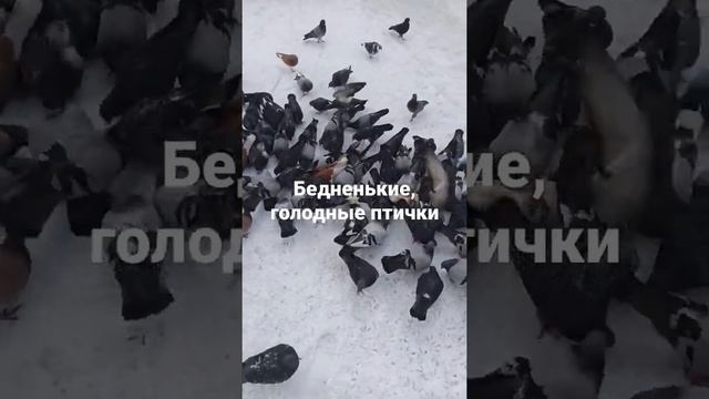 Уж, очень голодные голуби??#птицы#голубь#животные#топ#рек#люблю#кормим#birds#рекомендации#голод#вре смотреть онлайн
