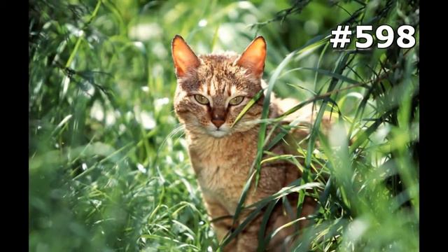 #598. Кошки (В мире животных) смотреть онлайн