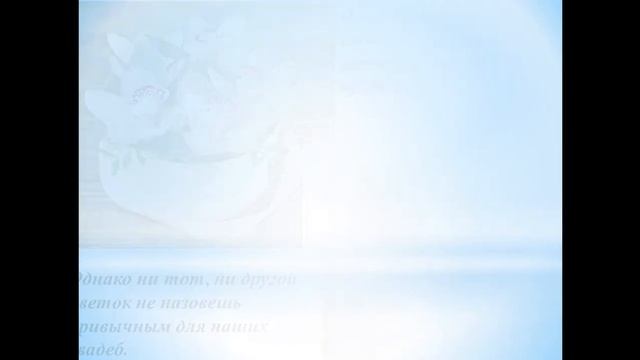 Какие цветы дарят на свадьбу смотреть онлайн