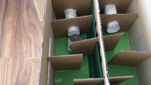 New Hamster Race From Cardboard For Two Cute Hamsters- Spidy and Sugar смотреть онлайн