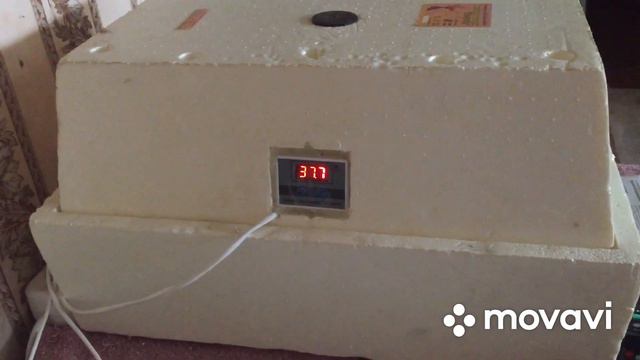 Повязла в инкубаторах/ Голова на бекрень, кто выводится кого проветривать/ступенчатая инкубация смотреть онлайн