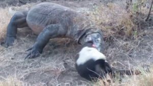 komodo dragon eating goat alive.
