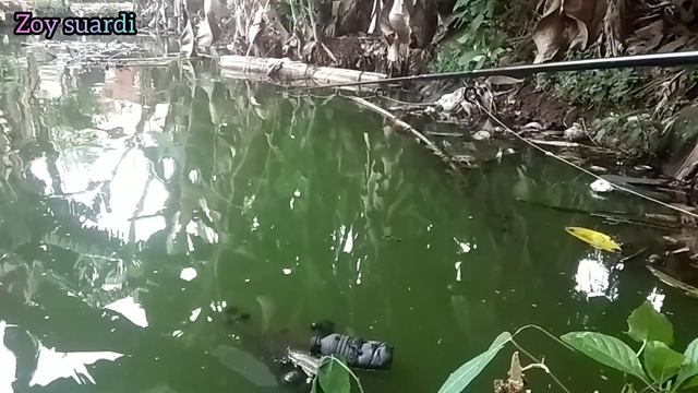 Memancing ikan patin, di sore hari sebelum matahari terbenam #mancingpatin #ikanpatin смотреть онлайн
