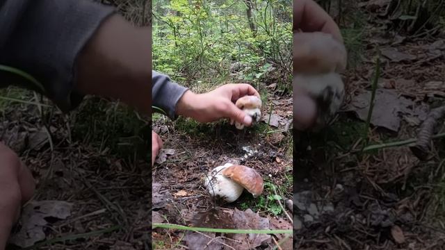 Шикарные еловые белые грибы в сухом лесу. Очень необычные грибы. смотреть онлайн