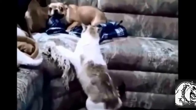 Как кошка с собакой))) смотреть онлайн