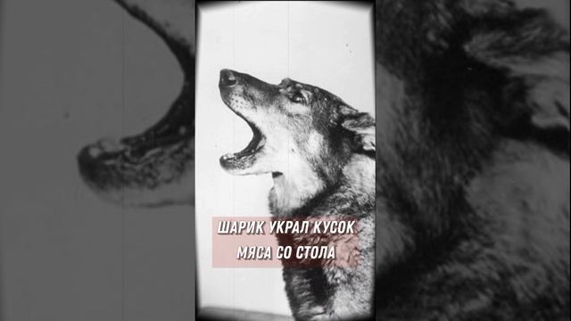 Зачем Сталин у собаки мясо забрал? смотреть онлайн