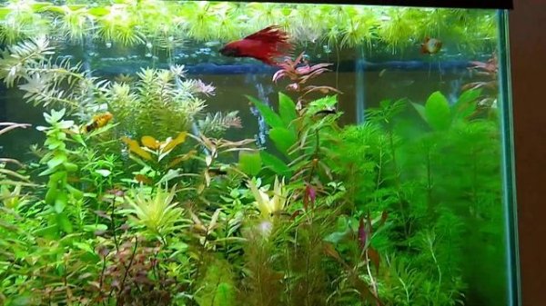 New Plant, Limnophila aromatica, and Update on Betta Named Red in Planted Community Aquarium