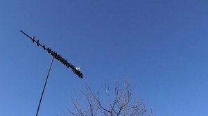 Ч.1. «Подработанные» голуби Донецка. В гостях у Владимира, пос.Трудовские(7я)