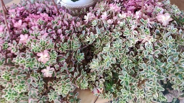 Обязательно посадите это ампельное растение. Портулак ампельный. Быстро растет не надо формировать. смотреть онлайн