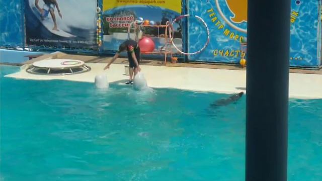 Акватория (г.Ялта) Дельфин и белые киты смотреть онлайн