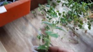 Черенкование вегетативной вербены.