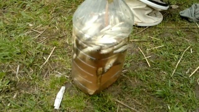 Наконец-то! Уклейку Дождались! | Всё Кольчугино на Водохранилище! | Певец Кольчугино смотреть онлайн